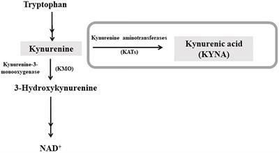 Alterations in rat prefrontal cortex kynurenic acid levels are involved in the enduring cognitive dysfunctions induced by tetrahydrocannabinol exposure during the adolescence